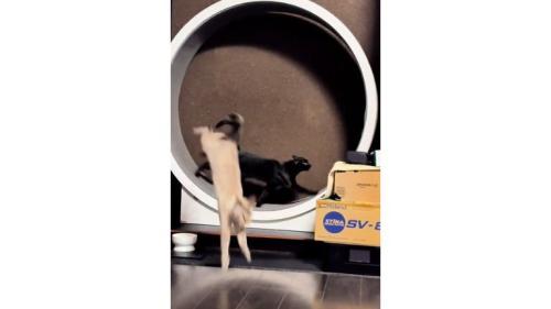 キャットホイールを走っていた猫たち