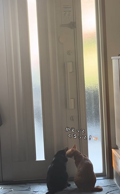玄関で待っている猫達