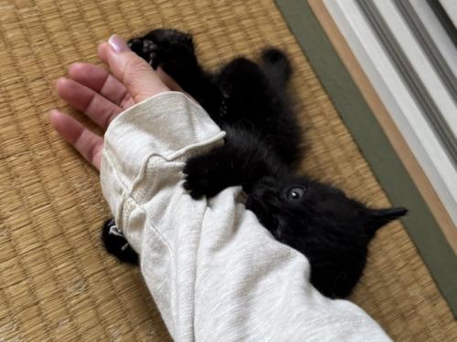 飼い主の腕に絡みつく子猫