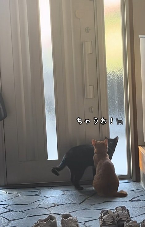 玄関で待っている猫達