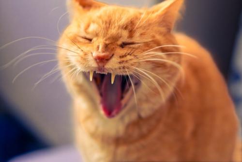 猫のヒゲ