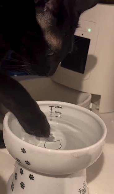 手に水をつける猫