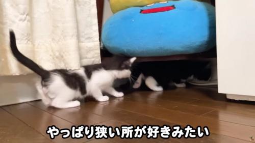 棚の下に入る子猫