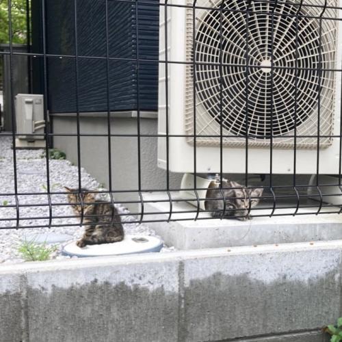室外機の周りにいる2匹の子猫