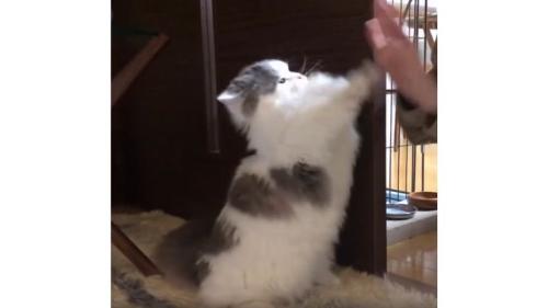 女性と猫