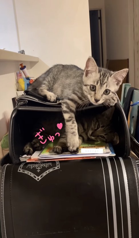 ランドセルの中にいる子猫と手を重ねている子猫