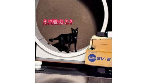 キャットホイールを走っていた猫たち