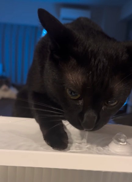 手が濡れる猫