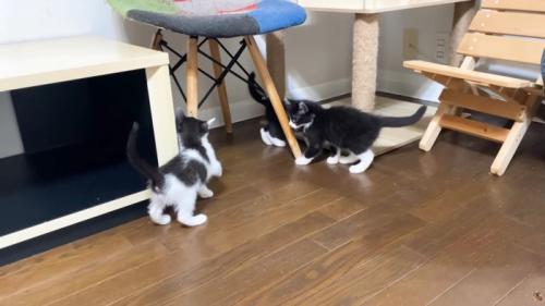 部屋を散策する3匹の子猫