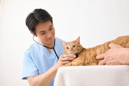 猫と獣医師