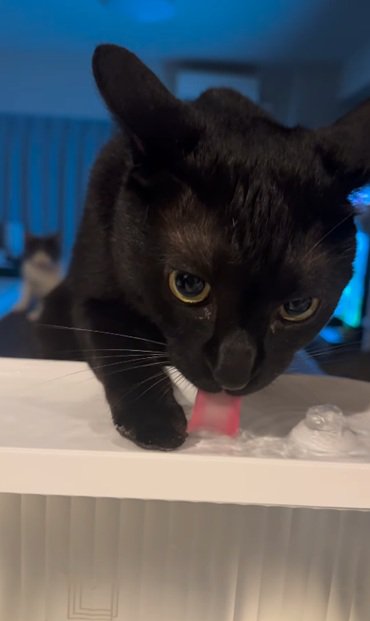 カメラ目線の猫