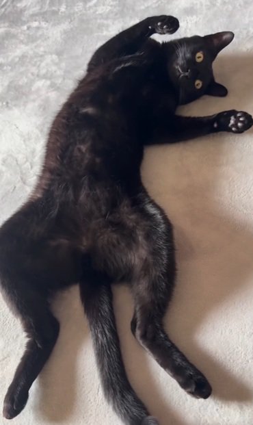 寝転がる猫