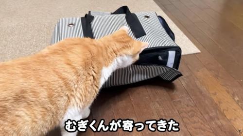キャリーバッグに近寄る猫