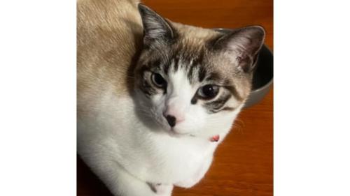室内にいる猫