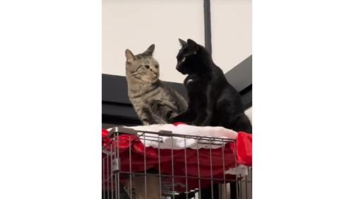 ケージ上にいる猫たち