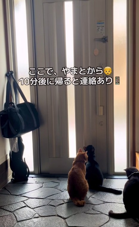 玄関で待っている猫達