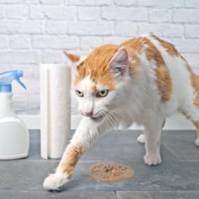猫がトイレ以外で『砂をかける動作』をする3つの理由　行動が持つ意味や対処法まで解説