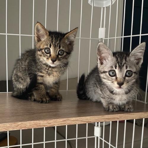ケージの中で横並びになっている2匹の子猫