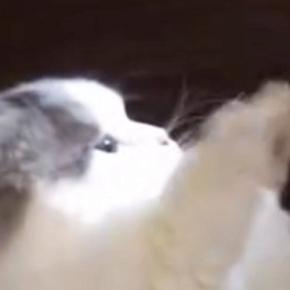 飼い主の手を見つめるネコ→次の瞬間…ほっこりする『息ぴったりのやりとり』に２万いいね「私もまざりたいｗ」「短いおててが可愛い」