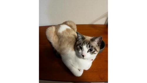室内にいる猫