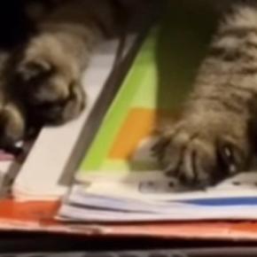 ランドセルを開けたままにして置いておくと…子猫たちがとった『可愛すぎる行動』が112万再生「大好きなんだね」「一緒に登校したいのかな」