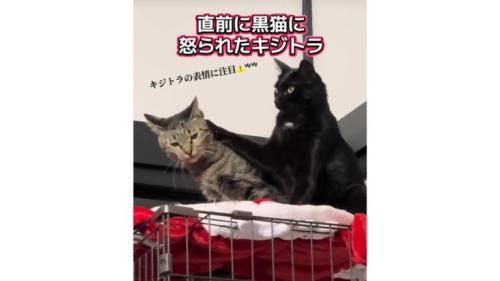 ケージ上にいる猫たち