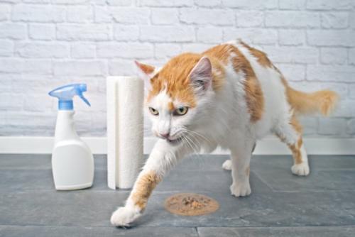 嘔吐物を隠そうとする猫
