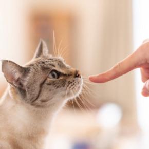 猫が『初対面の人』に対してみせる行動4つ　どんな意味が込められている？上手な応え方までご紹介