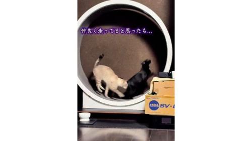 キャットホイールを走っていた猫たち