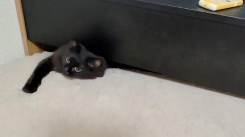 黒猫がベッドの隙間から出るために片手を出した瞬間