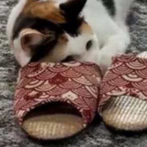 スリッパに身を隠しながら『おもちゃを狙う三毛猫』…可愛すぎる光景に笑ってしまうと１万いいね「隠れるの上手ねｗ」「ずっと見ていられる」