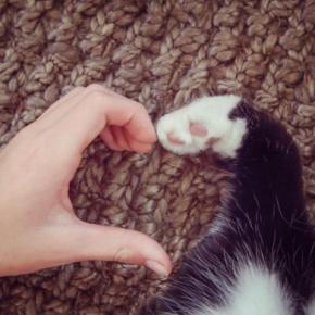 猫に関連する『幸運のジンクス』5つ　目撃できたら運気が上がるかも？