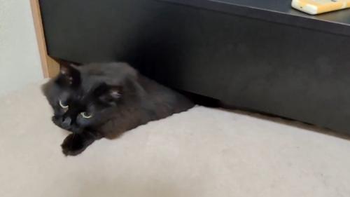 ベッドの隙間から上半身が出た黒猫