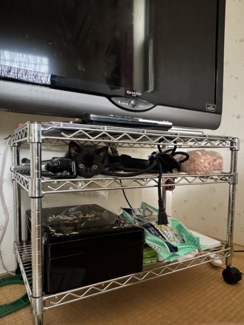 テレビラックに隠れている子猫