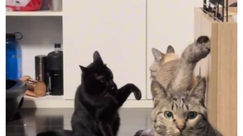 室内にいる猫たち
