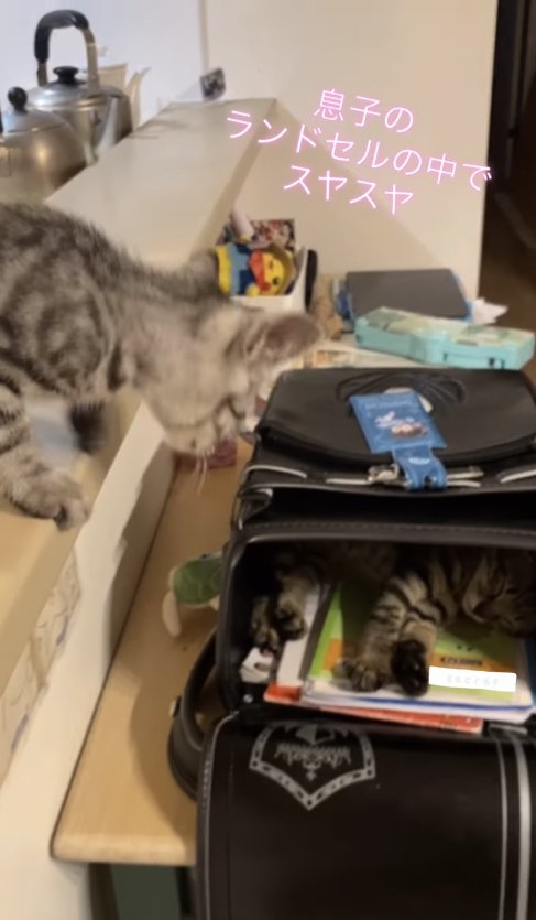 カウンターの上からランドセルの中を覗き込む子猫（字幕あり）