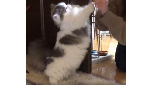 女性と猫