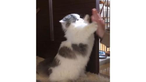 女性と猫