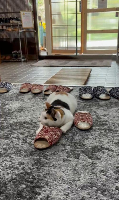 向かって左を見る猫