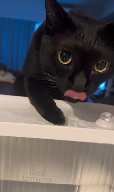 お口を舐める猫
