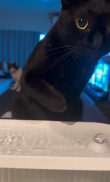 飲むのを止める猫