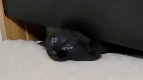 ベッドの隙間から顔を出した黒猫