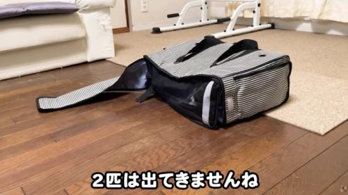 子猫が入っているキャリーバッグ