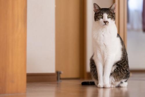 座って様子を見ている猫