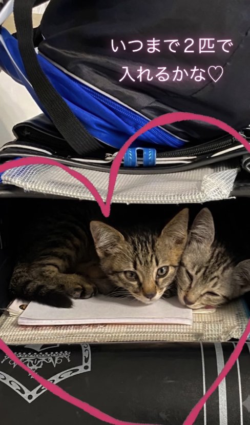ランドセルの中でくつろぐ2匹の子猫