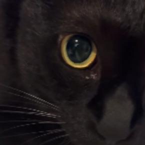 自動給水器で水を飲む黒猫→おててを見ると……独特な『飲み方』が尊すぎると28万再生「めちゃめちゃ可愛い」「個性があっていいね」