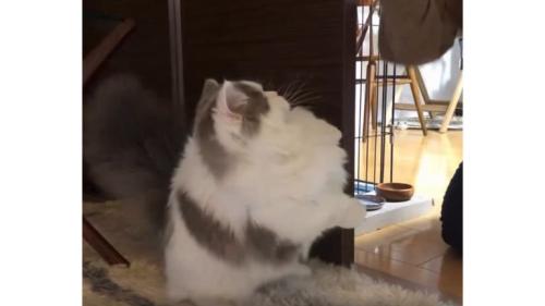 女性と猫