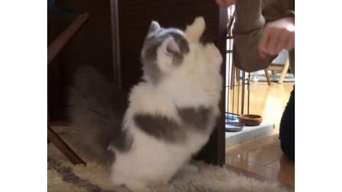 女性と猫