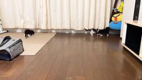 部屋を散策する3匹の子猫