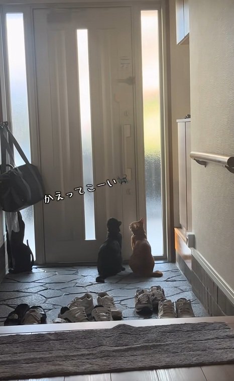玄関で待っている猫達